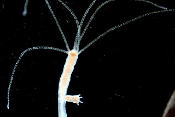 Замена hydra